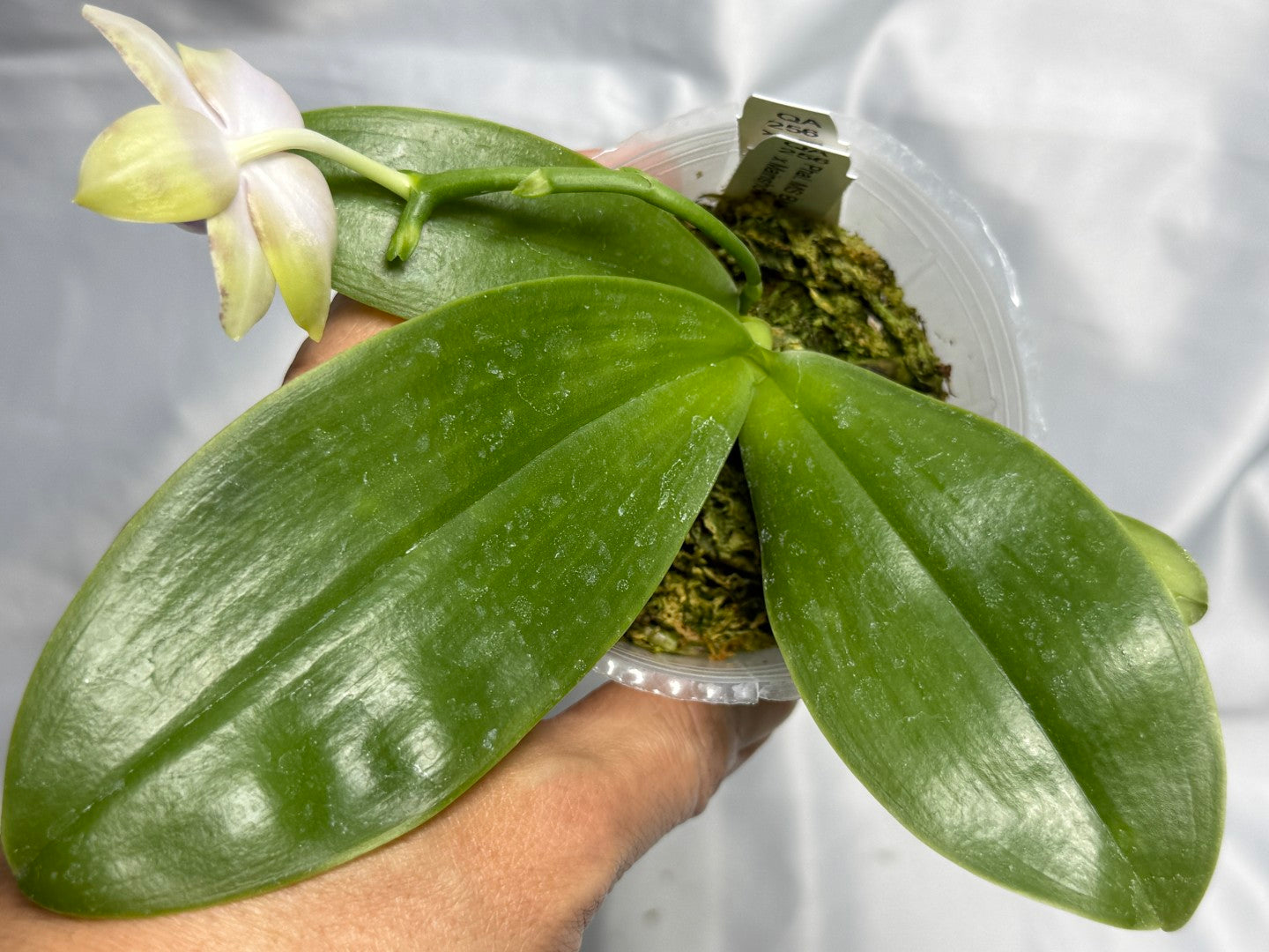 QA-256 Phalaenopsis MS Mermaid's Jewel  - Seed Grown 260830 Flowering