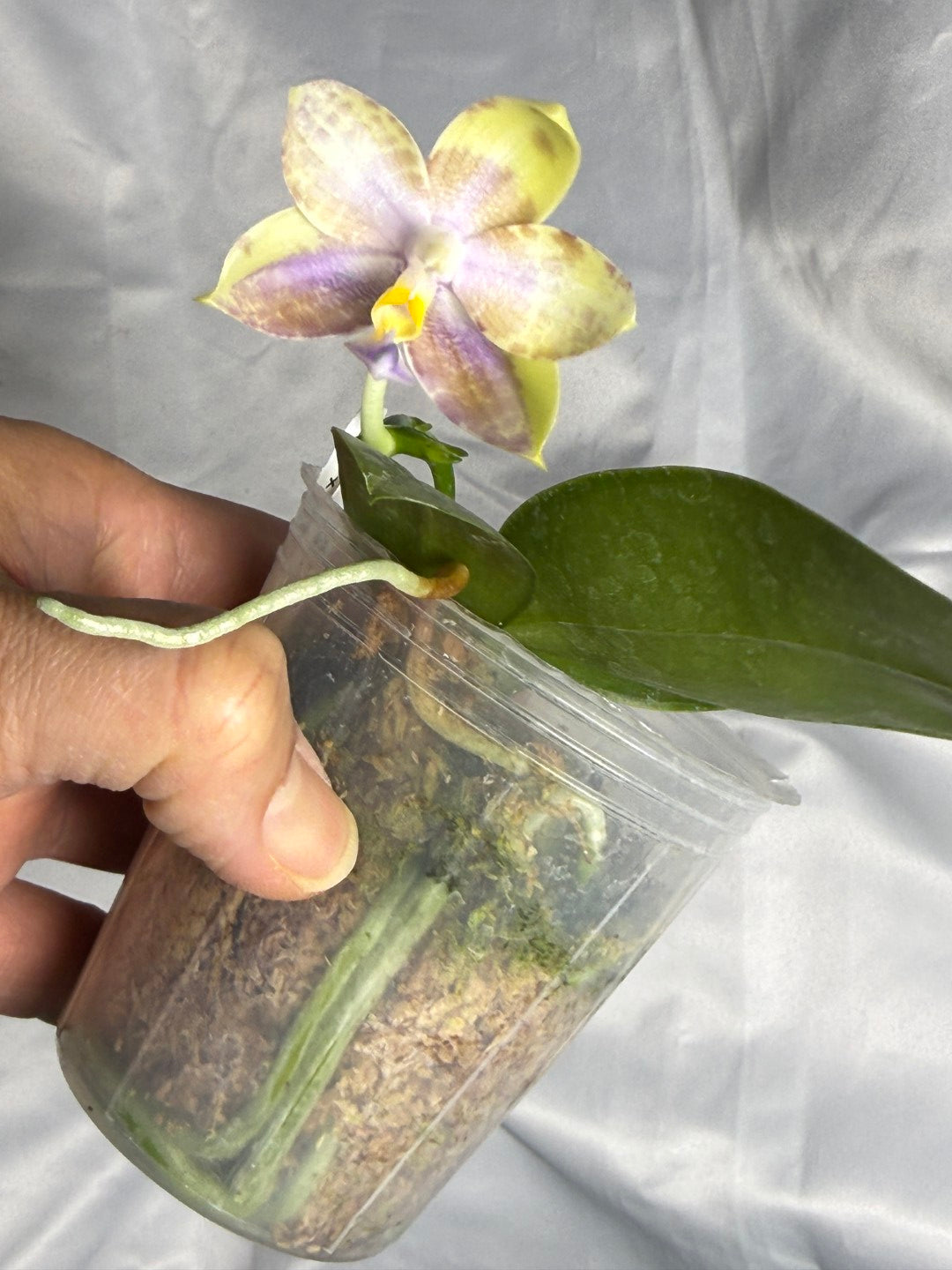 QA-256 Phalaenopsis MS Mermaid's Jewel  - Seed Grown 260830 Flowering