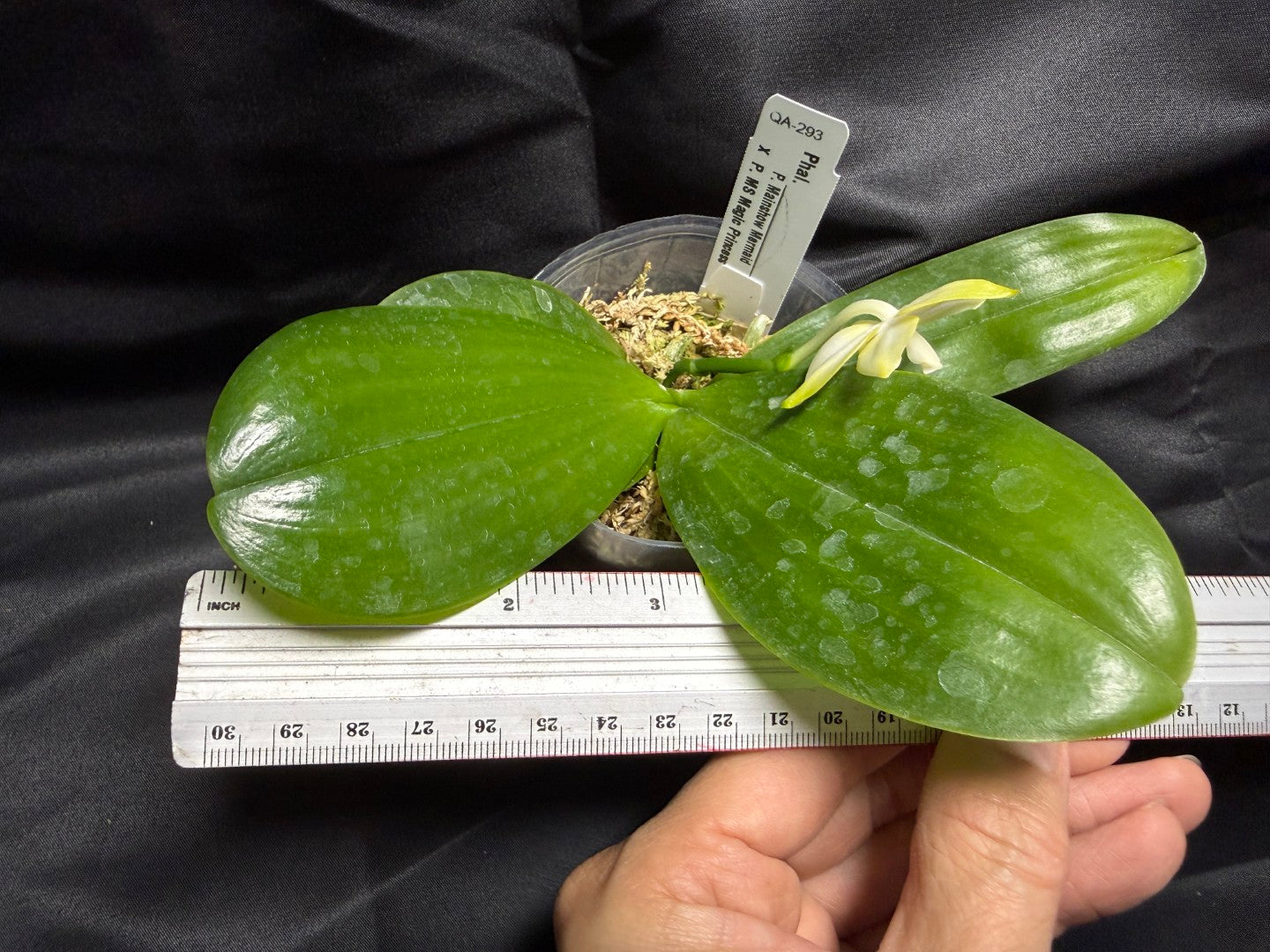 QA-293 Phalaenopsis MS Mermaid Princess - Seed Grown 260703 Flowering