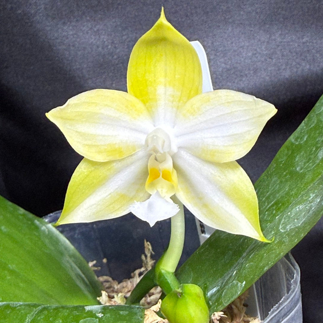 QA-293 Phalaenopsis MS Mermaid Princess - Seed Grown 260703 Flowering