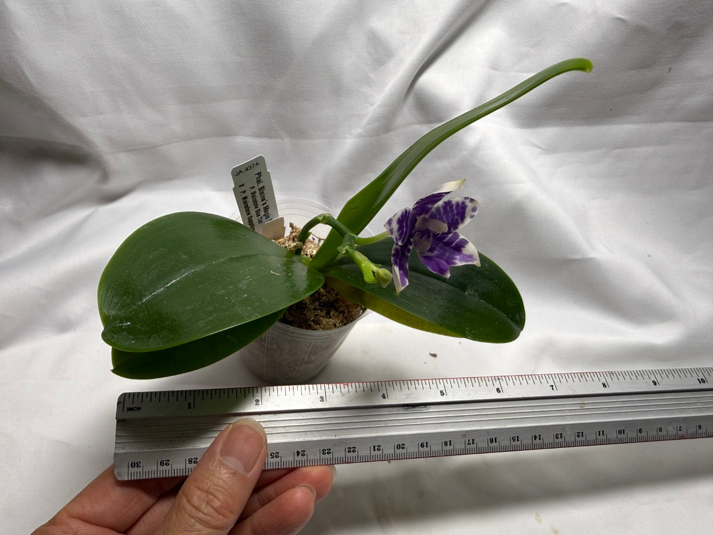QA437A Phalaenopsis Blaine's Magic Sunset - Seed Grown 260626-A Flowering