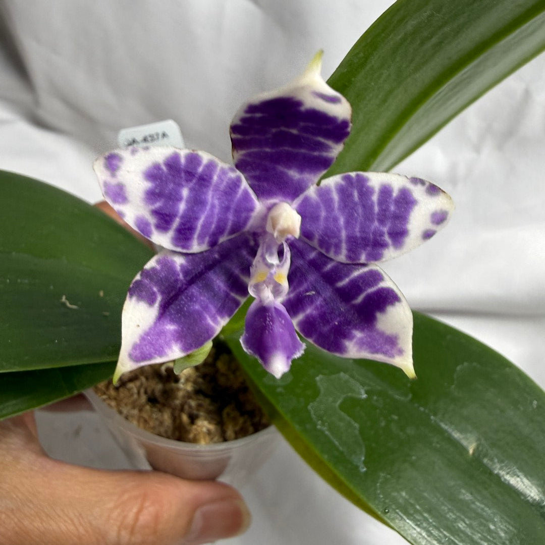 QA437A Phalaenopsis Blaine's Magic Sunset - Seed Grown 260626-A Flowering