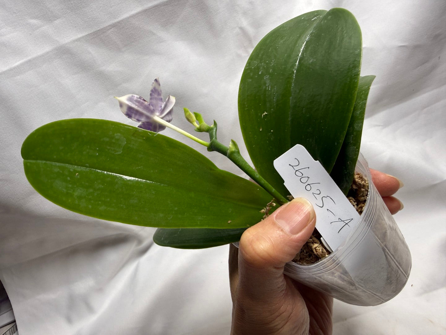 QA437A Phalaenopsis Blaine's Magic Sunset - Seed Grown 260626-A Flowering