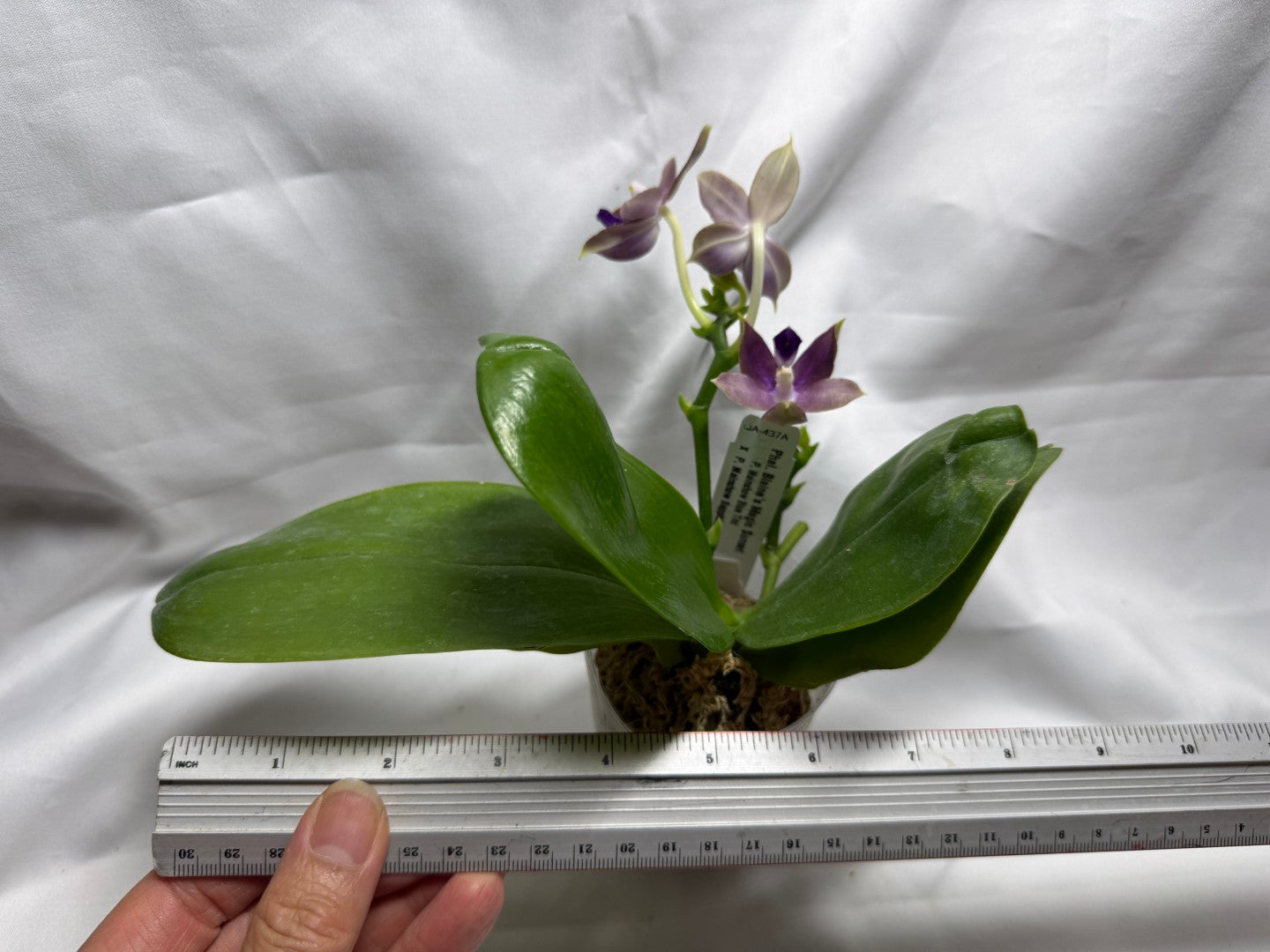 QA437A Phalaenopsis Blaine's Magic Sunset - Seed Grown 260626-B Flowering 2 spikes