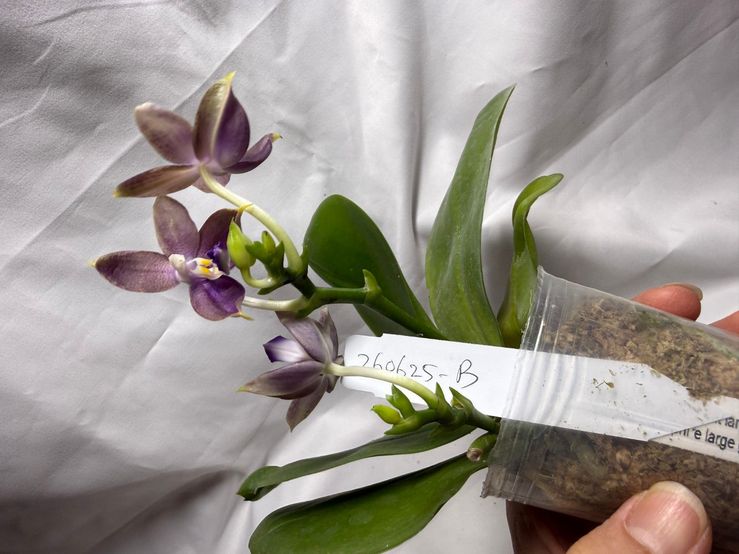 QA437A Phalaenopsis Blaine's Magic Sunset - Seed Grown 260626-B Flowering 2 spikes