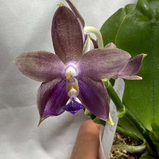 QA437A Phalaenopsis Blaine's Magic Sunset - Seed Grown 260626-B Flowering 2 spikes