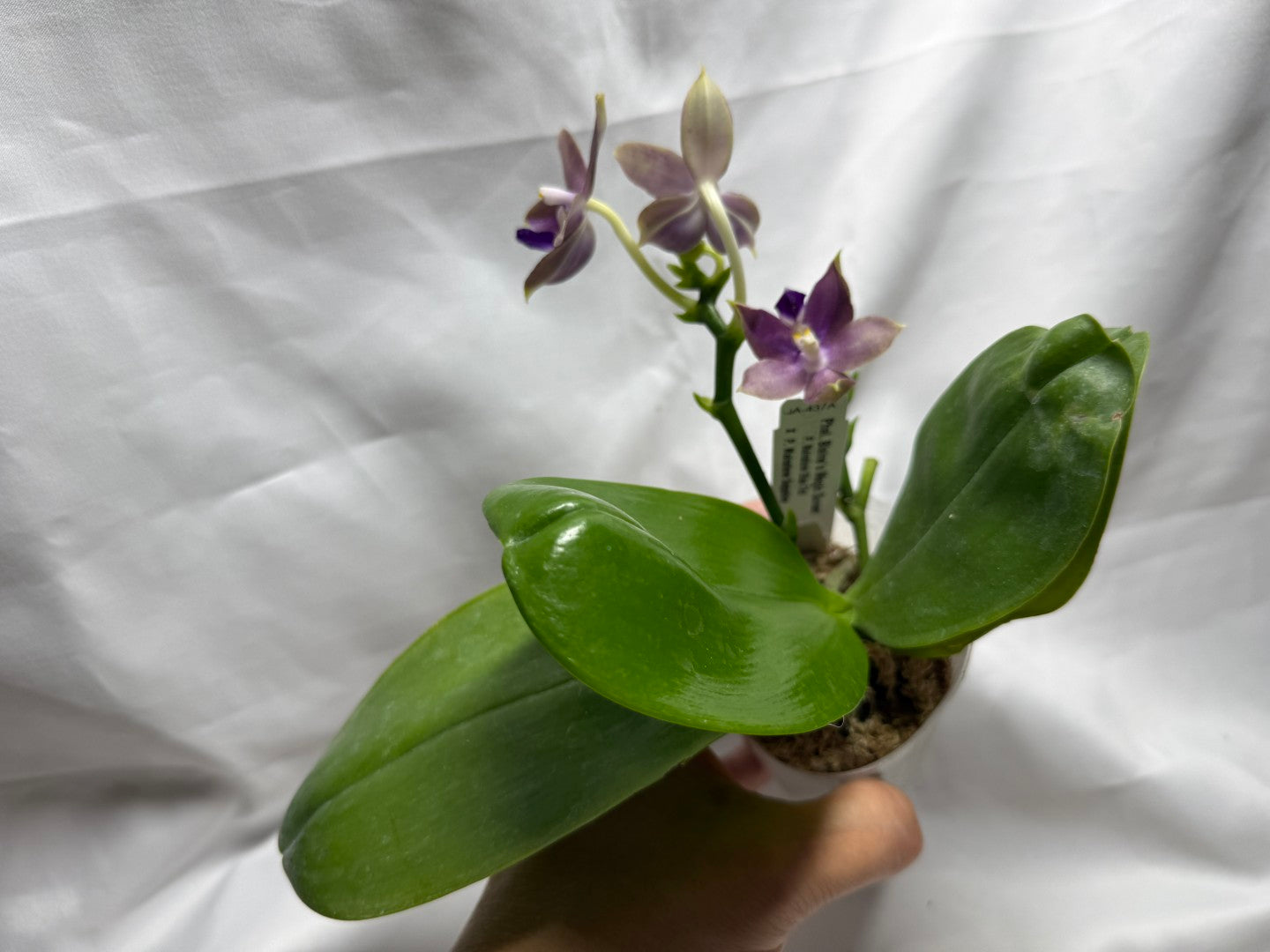 QA437A Phalaenopsis Blaine's Magic Sunset - Seed Grown 260626-B Flowering 2 spikes