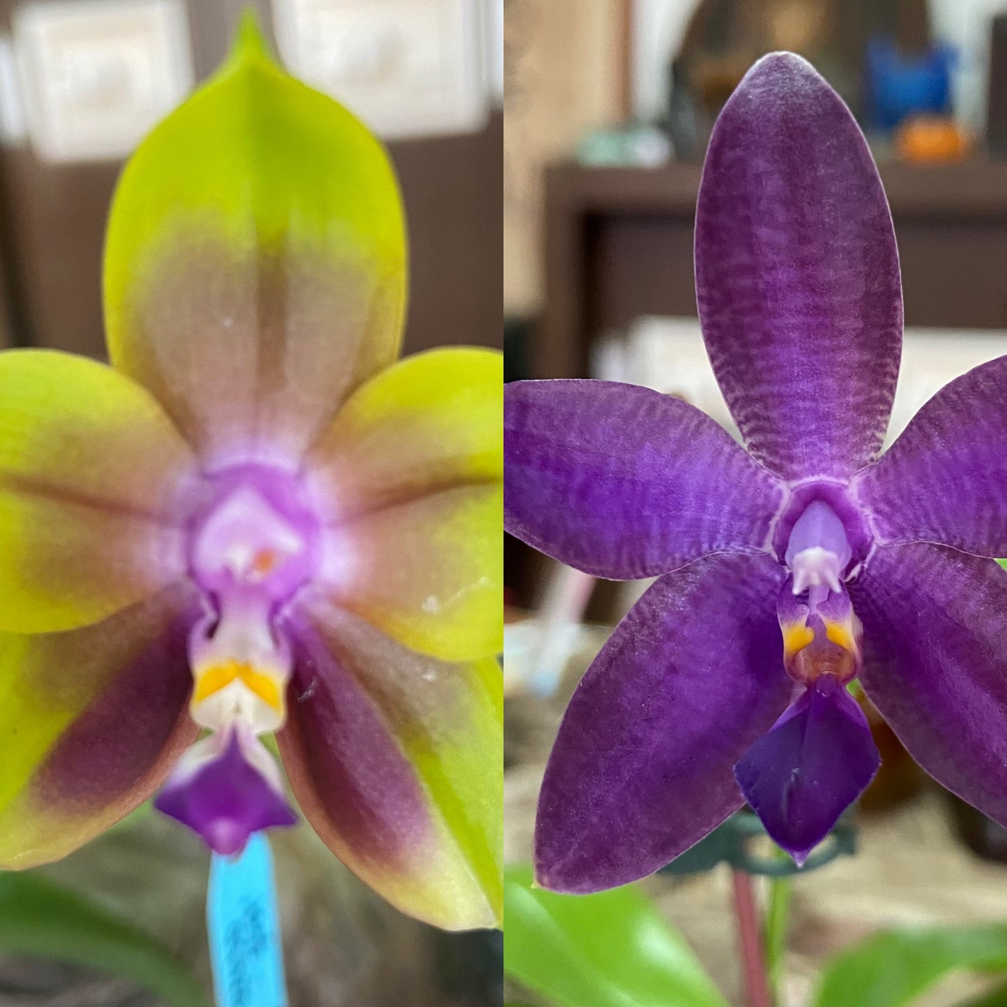 Orchid Flask Phalaenopsis Mituo Princess x Mainshow Blue Wave QA-72