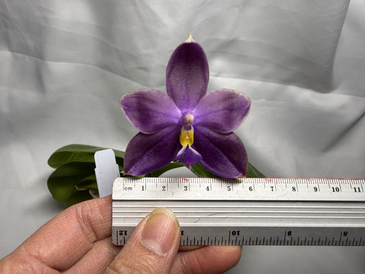 Phalaenopsis MS Smiley Jenn 260318 Flowering Large flower