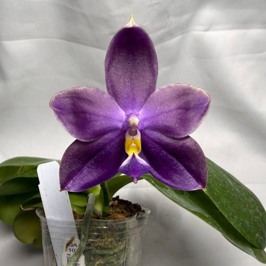 Phalaenopsis MS Smiley Jenn 260318 Flowering Large flower
