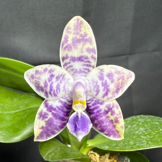 Phalaenopsis Mainshow Jennifer 260203 Flowering