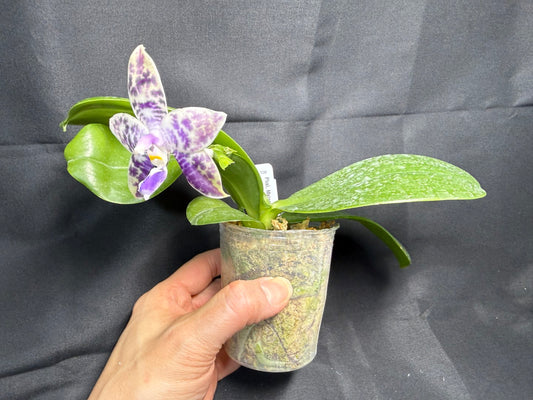 Phalaenopsis Mainshow Jennifer 260203 Flowering