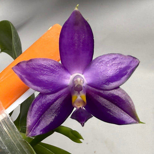 Phalaenopsis MS Elfy Jenn 251227 Seed Grown Flowering