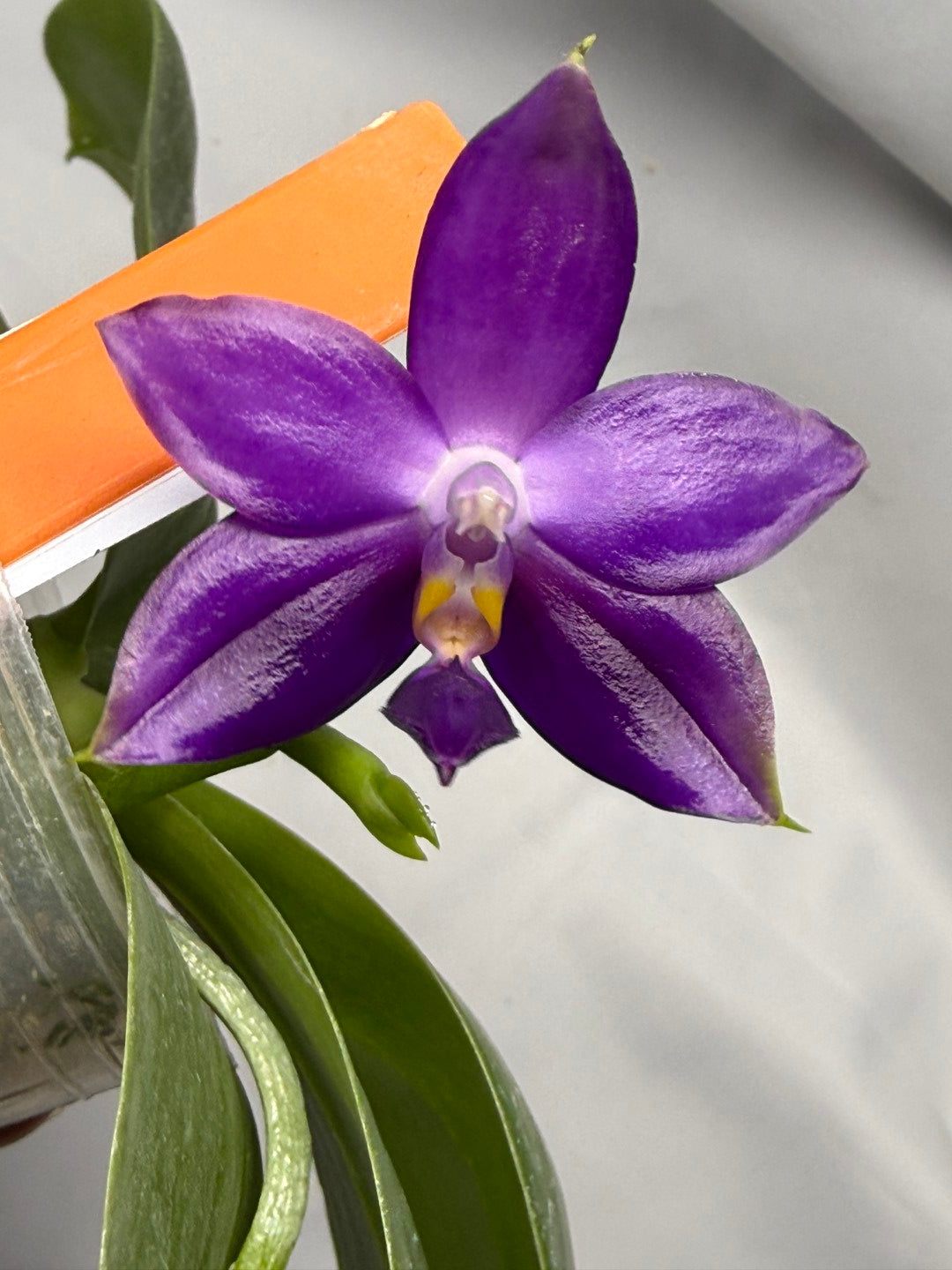 Phalaenopsis MS Elfy Jenn 251227 Seed Grown Flowering