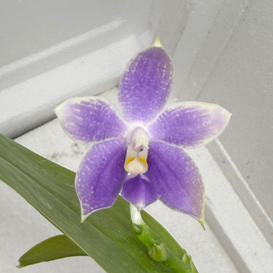 Phalaenopsis MS Blue Pax QA-117-250813-1 Flowering