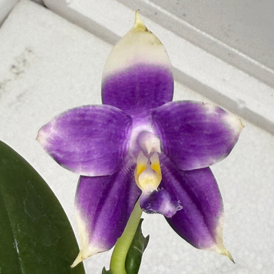 Phalaenopsis MS Blue Pax QA-117-250813-5 Flowering