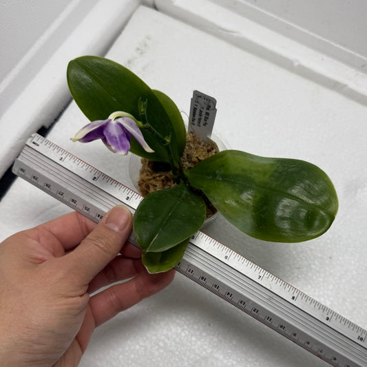 Phalaenopsis MS Blue Pax QA-117-250813-5 Flowering