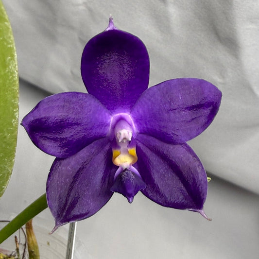 Phalaenopsis MS Blue Pax 260417 Seed Grown Flowering Deep Color