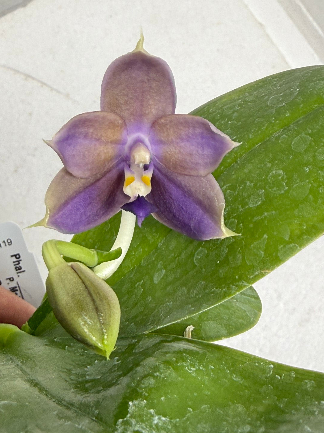 Phalaenopsis Mainshow Pylo QA-119-250917 Flowering