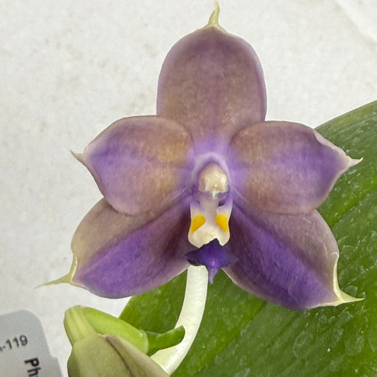 Phalaenopsis Mainshow Pylo QA-119-250917 Flowering