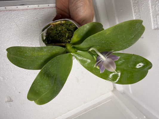 Phalaenopsis Mainshow Pylo QA-119-250917 Flowering