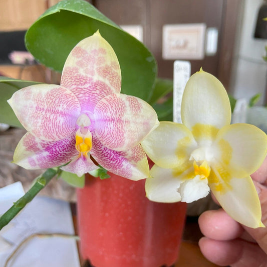 Phalaenopsis Mainshow Colorful x Yaphon Lover - Seed Grown