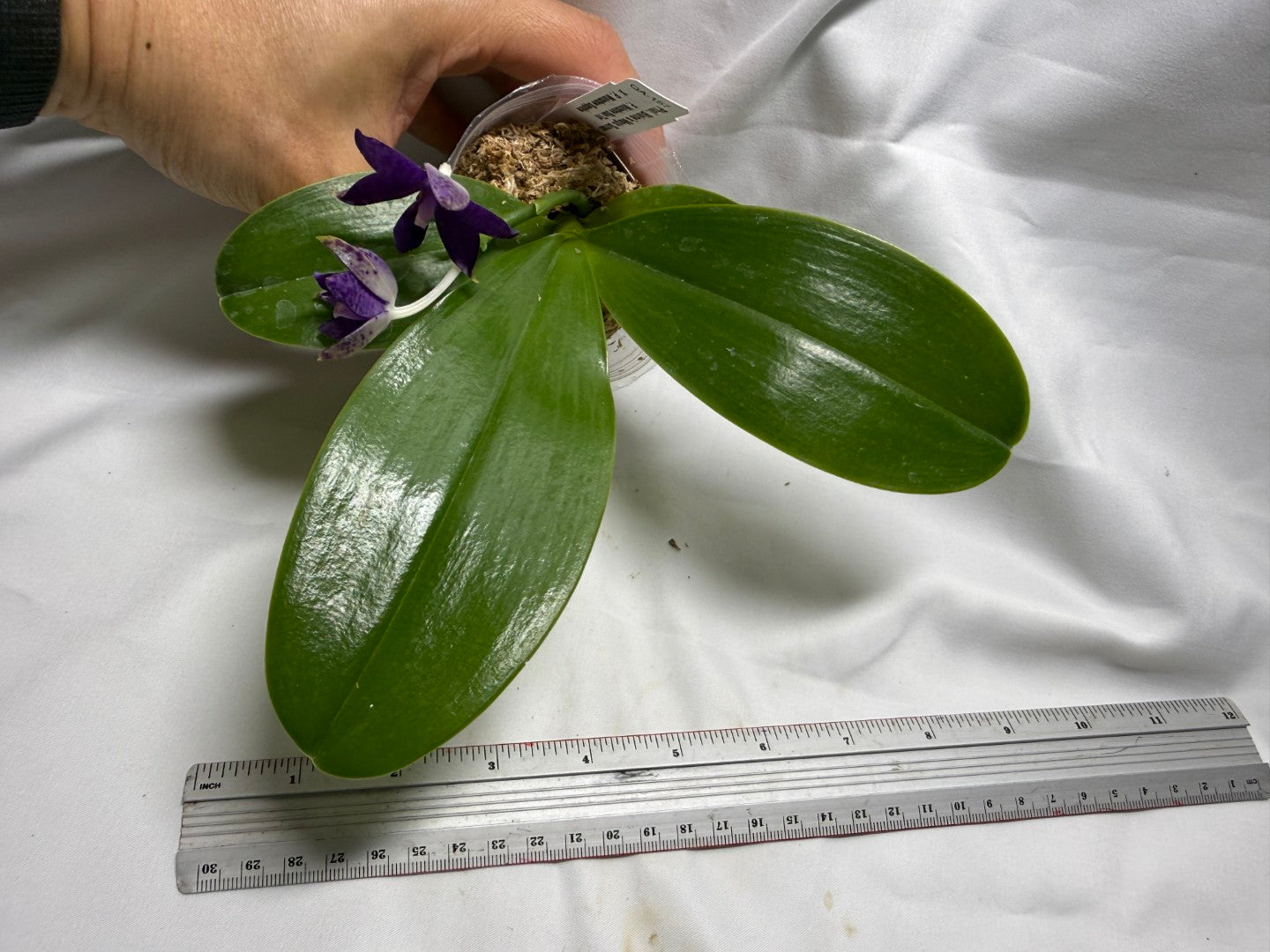 QA157 Phalaenopsis Blaine's Magic Sunset- Seed Grown 260625 Flowering