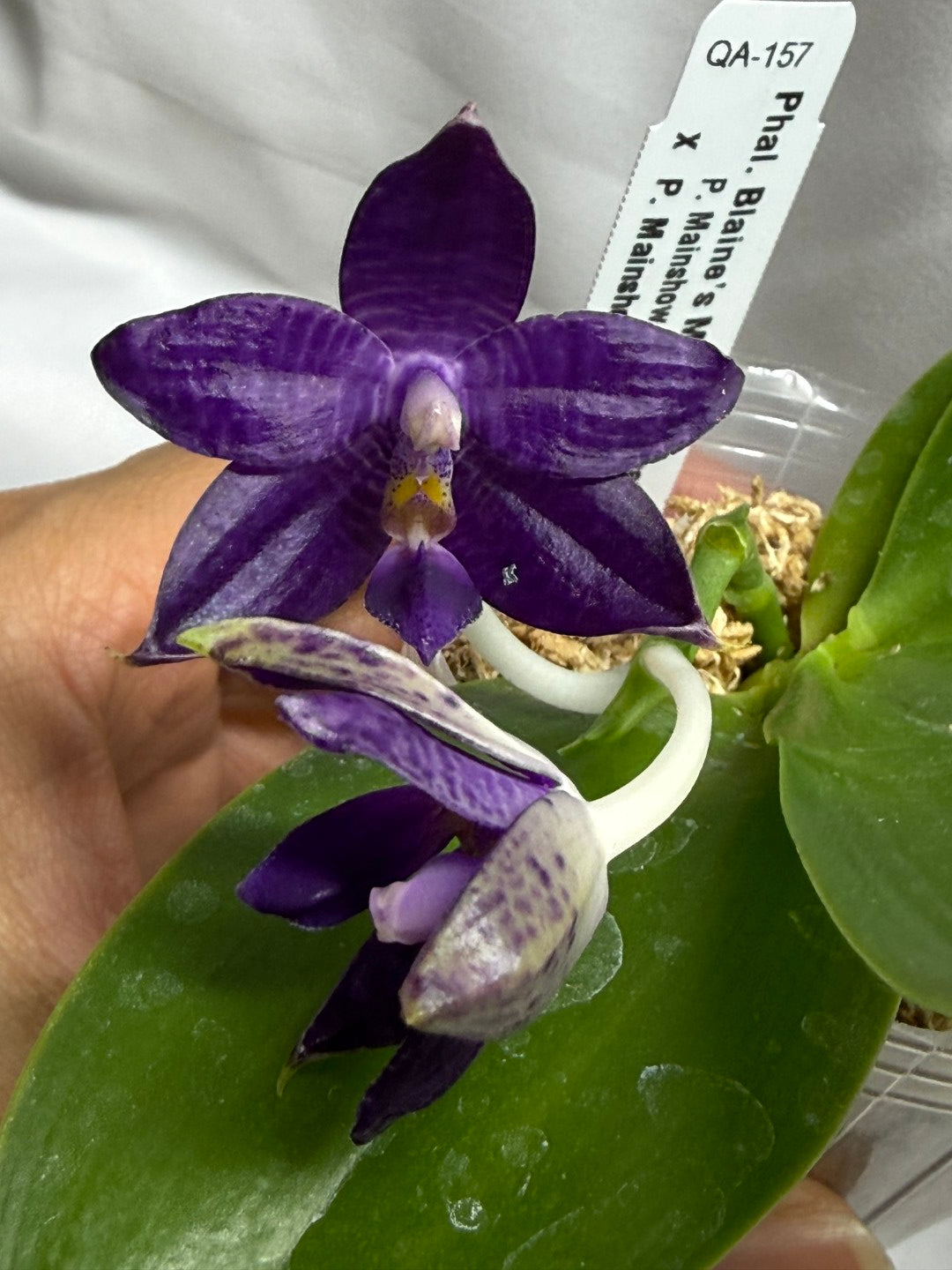 QA157 Phalaenopsis Blaine's Magic Sunset- Seed Grown 260625 Flowering
