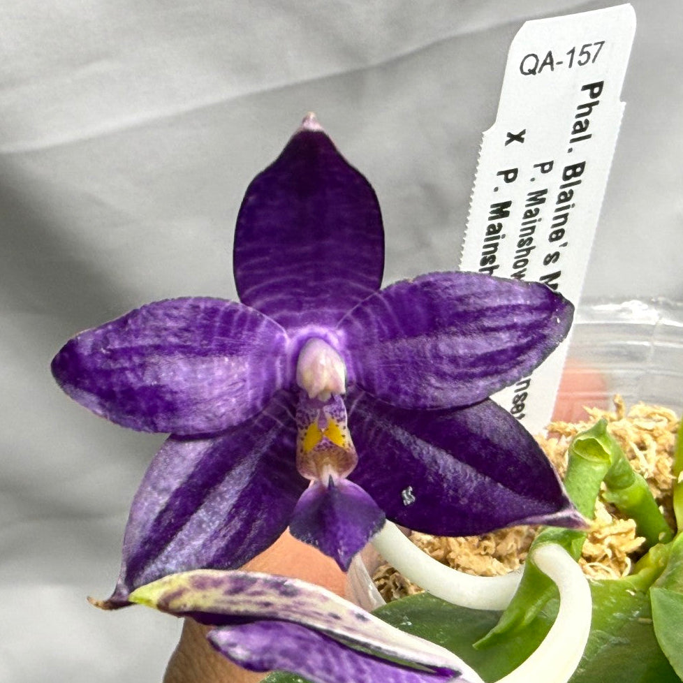 QA157 Phalaenopsis Blaine's Magic Sunset- Seed Grown 260625 Flowering