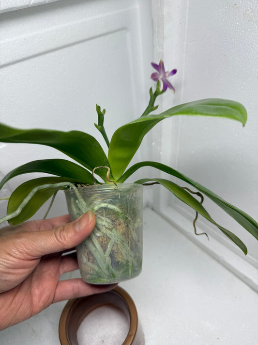 Phalaenopsis Mainshow Starry Night 250820 Flowering large plant