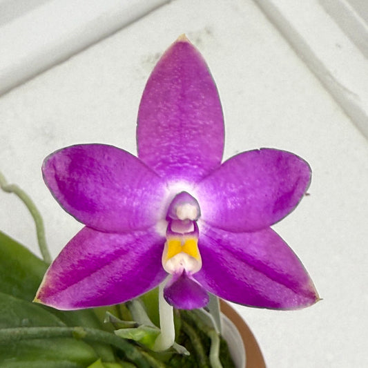 Phalaenopsis Mainshow Starry Night 250820 Flowering large plant