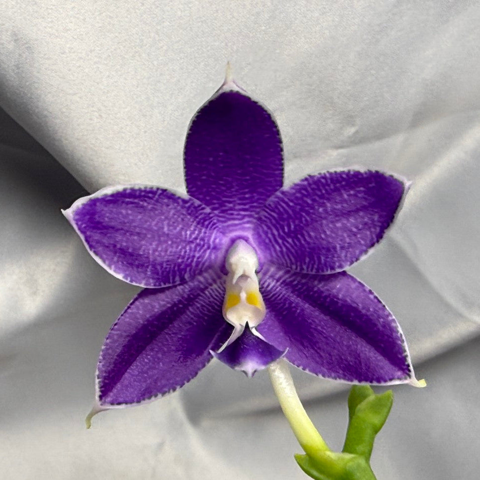 QA180 Phalaenopsis Mainshow Blue Elf x Norman's Blue Jennifer - Seed Grown