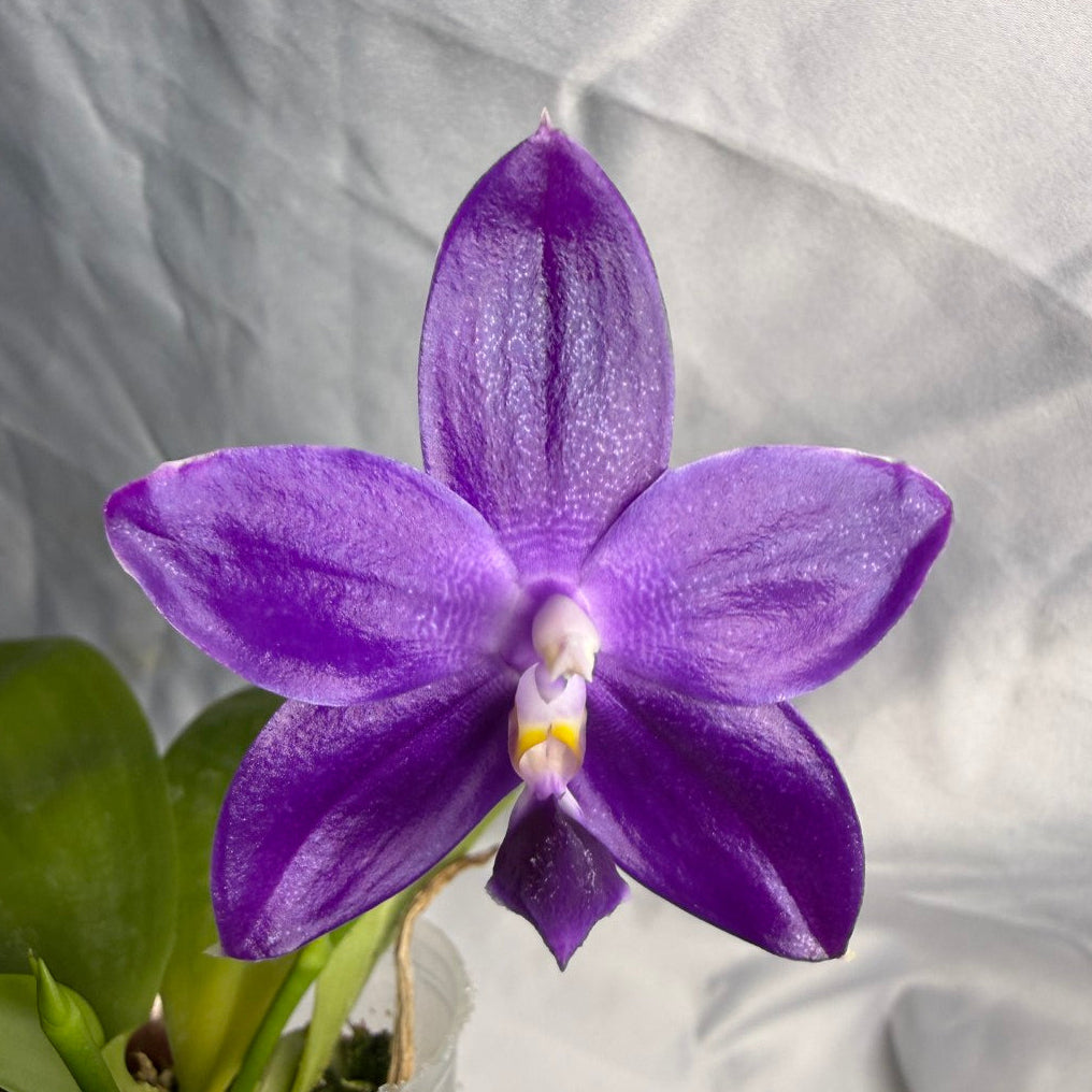 QA180 Phalaenopsis MS Elfy Jenn (Deep Blue) - Seed Grown 260531 Flowering 2 spikes