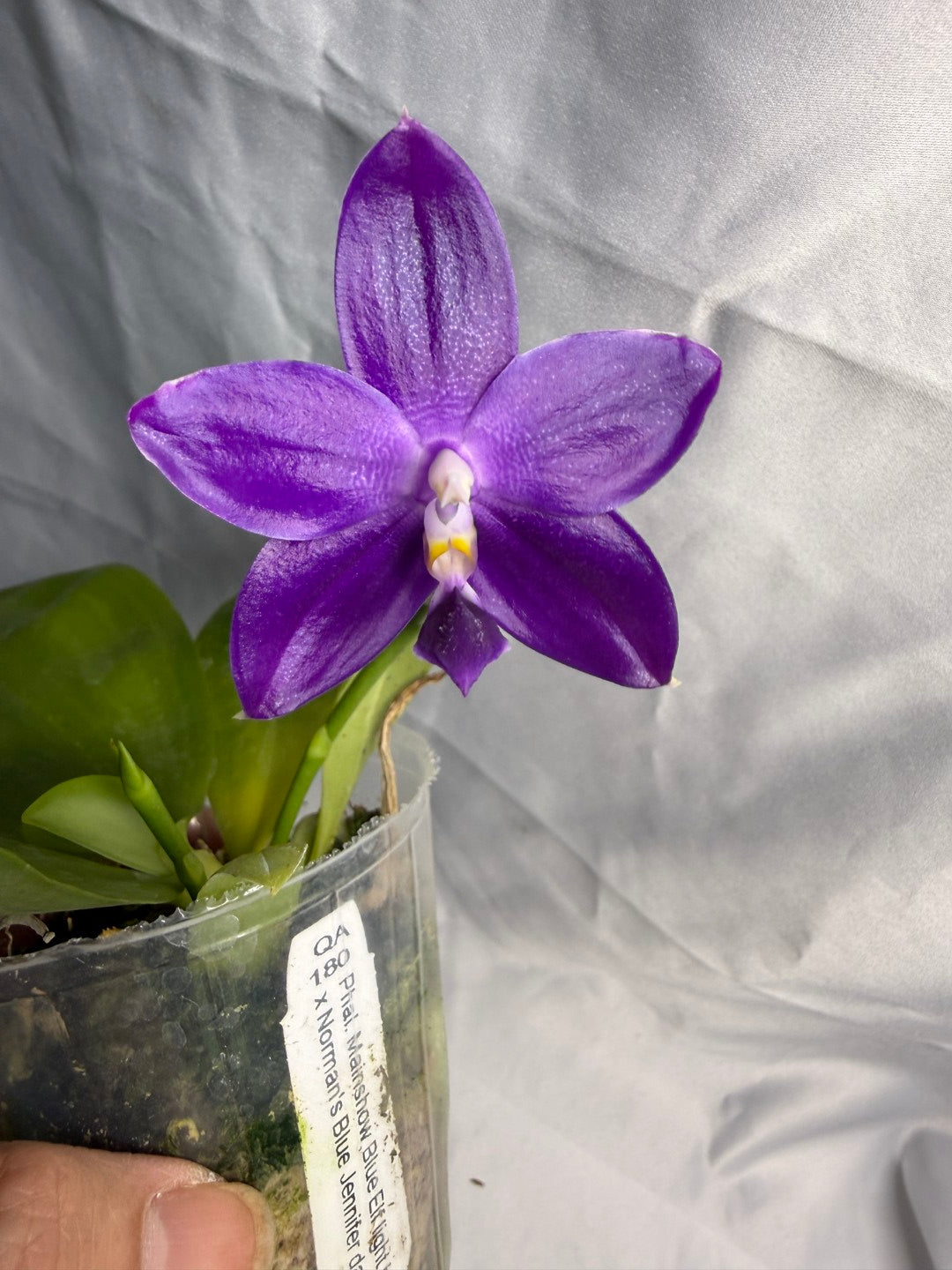 QA180 Phalaenopsis MS Elfy Jenn (Deep Blue) - Seed Grown 260531 Flowering 2 spikes