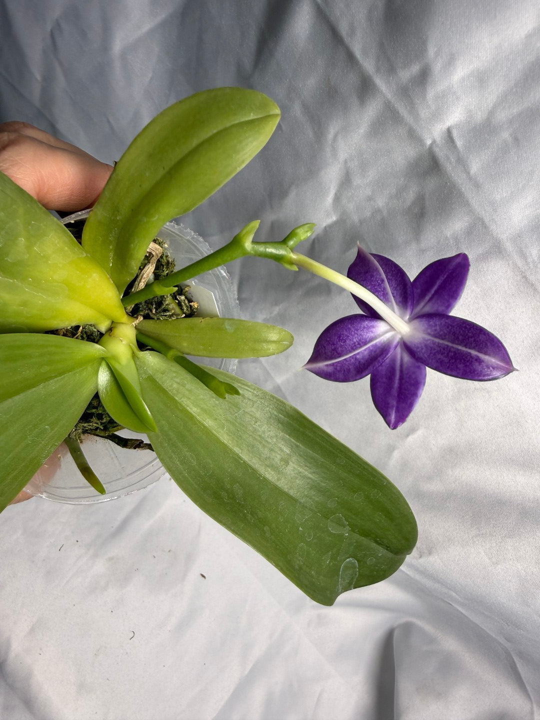 QA180 Phalaenopsis MS Elfy Jenn (Deep Blue) - Seed Grown 260531 Flowering 2 spikes