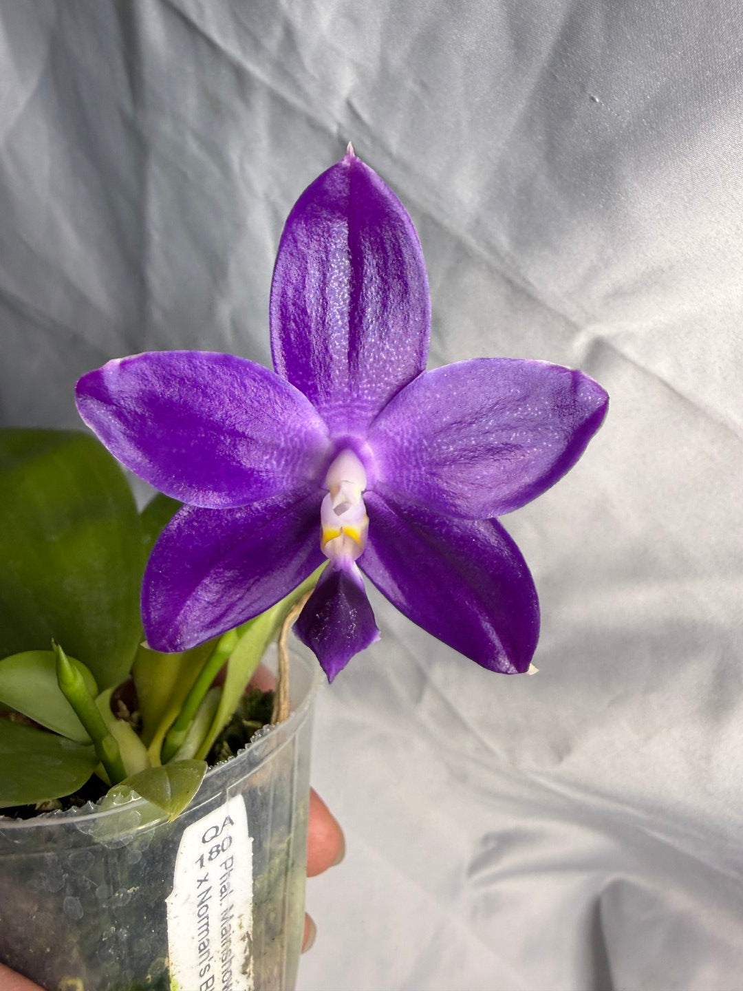 QA180 Phalaenopsis MS Elfy Jenn (Deep Blue) - Seed Grown 260531 Flowering 2 spikes