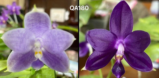 QA180 Phalaenopsis Mainshow Blue Elf x Norman's Blue Jennifer - Seed Grown