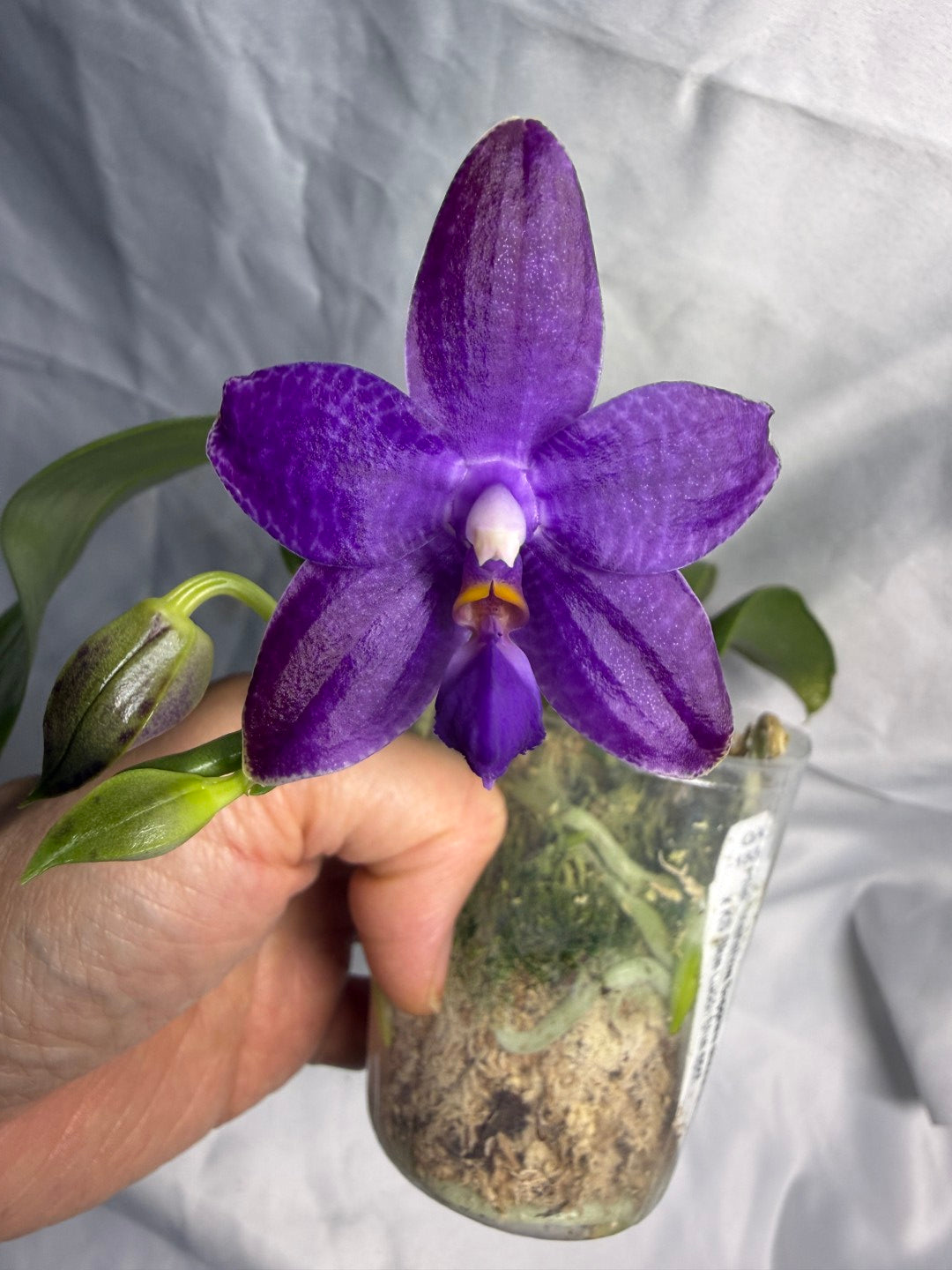 QA183 Phalaenopsis Mainshow Sapphire x KS Blue Ludde - Seed Grown 260531-A Flowering