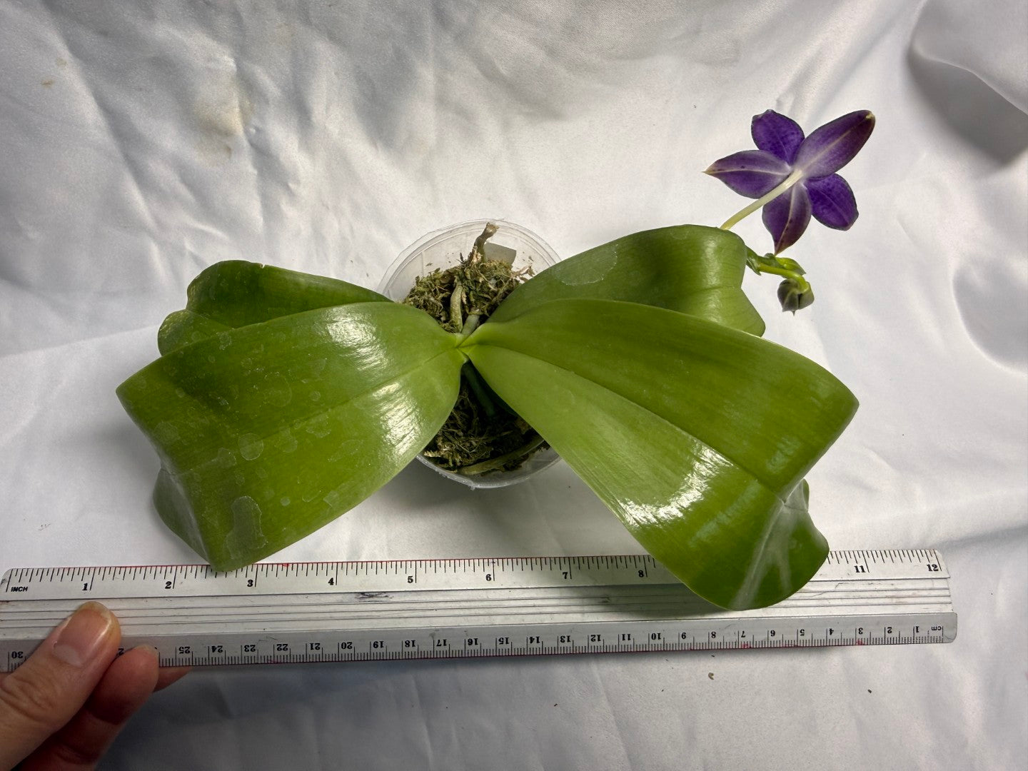 QA183 Phalaenopsis Mainshow Sapphire x KS Blue Ludde - Seed Grown 260531-A Flowering