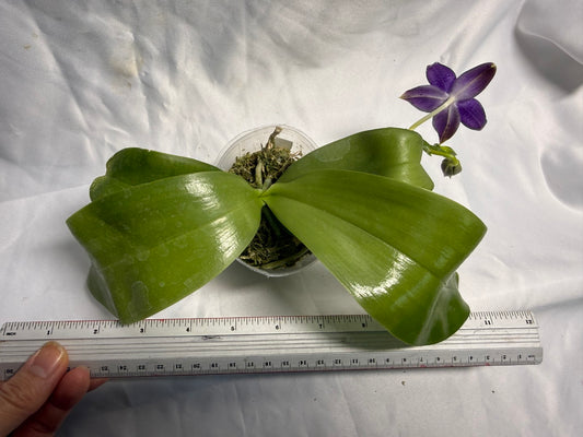 QA183 Phalaenopsis Mainshow Sapphire x KS Blue Ludde - Seed Grown 260531-A Flowering