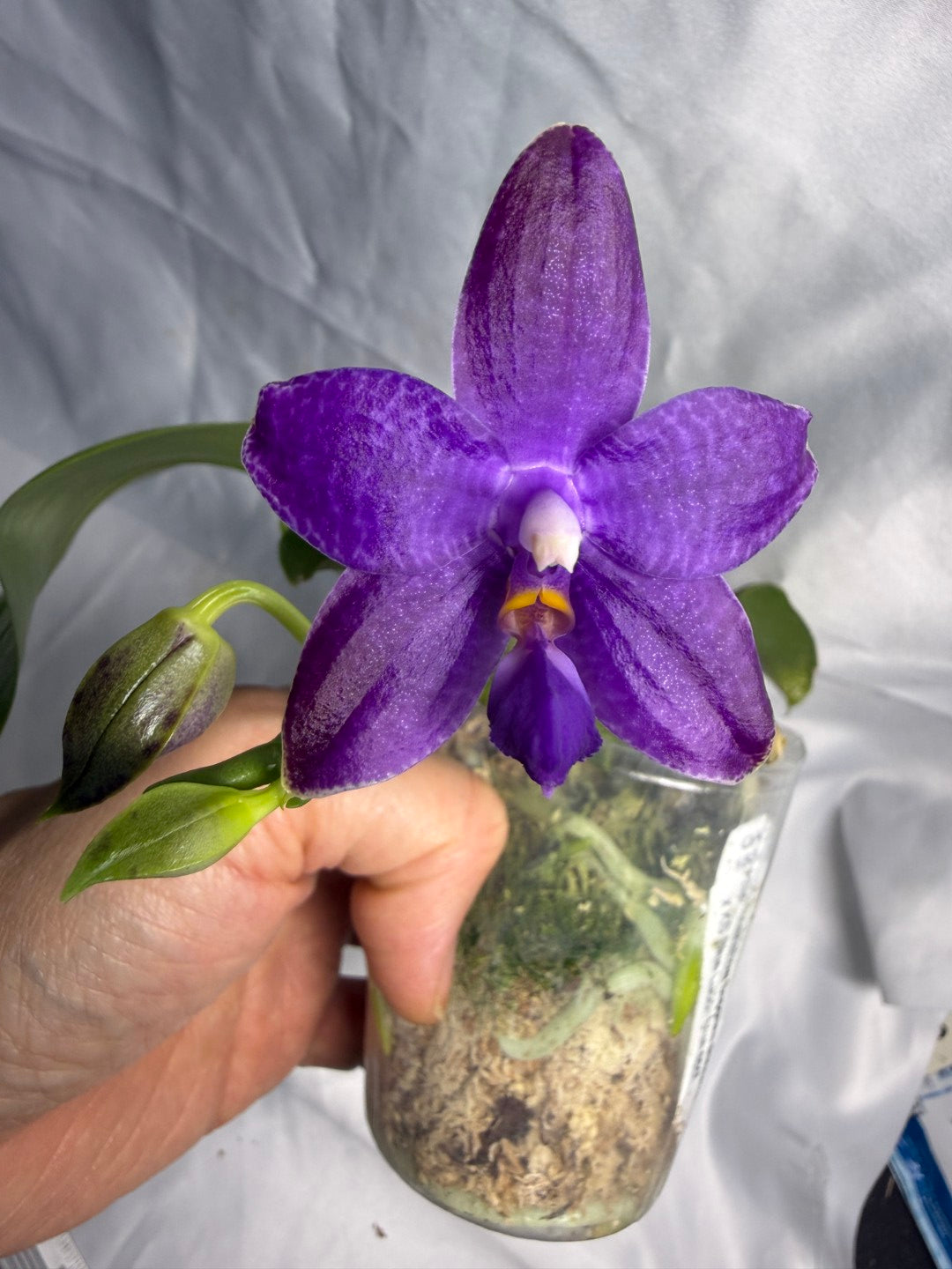 QA183 Phalaenopsis Mainshow Sapphire x KS Blue Ludde - Seed Grown 260531-A Flowering