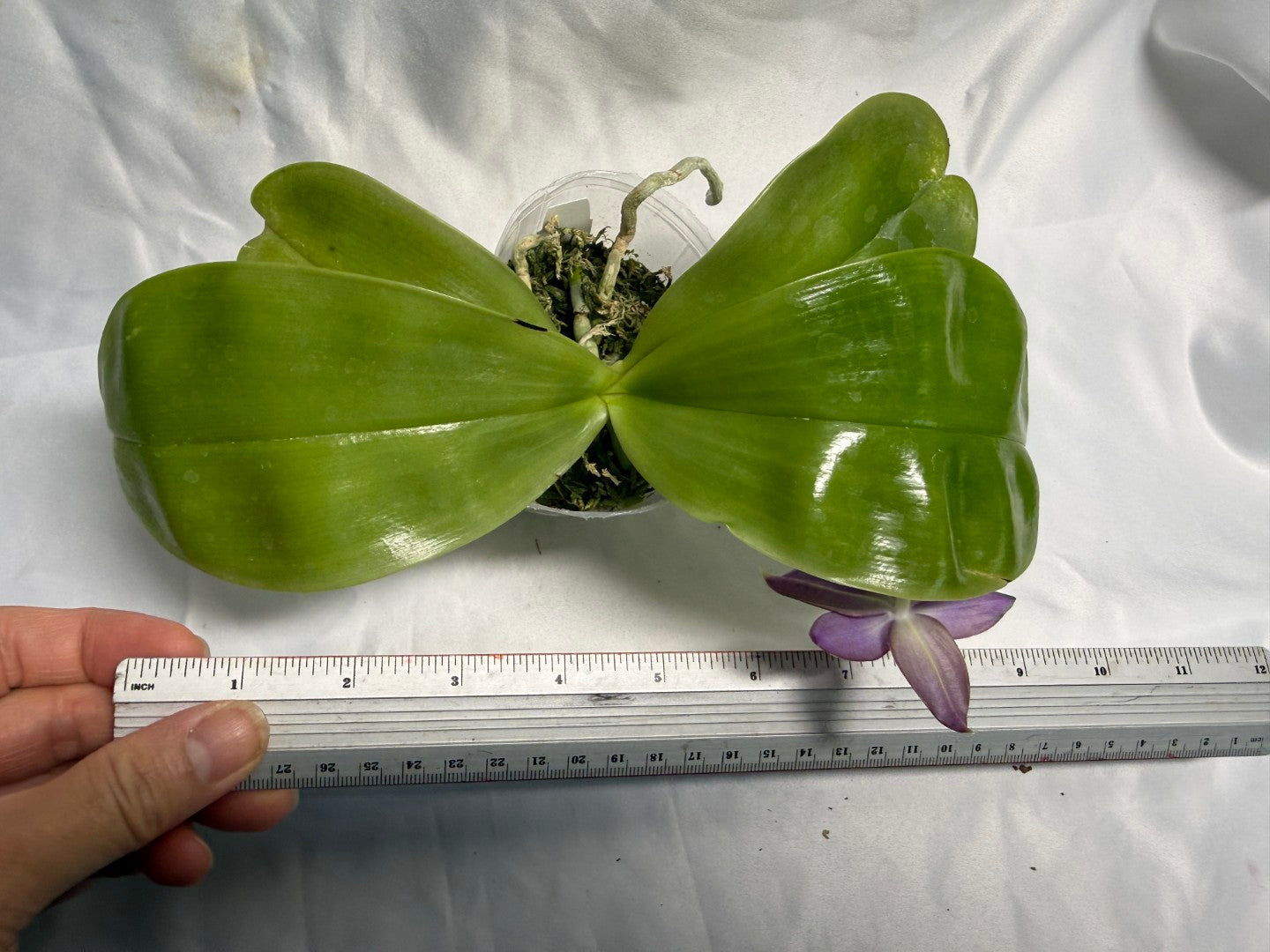 QA183 Phalaenopsis Mainshow Sapphire x KS Blue Ludde - Seed Grown 260531-B Flowering