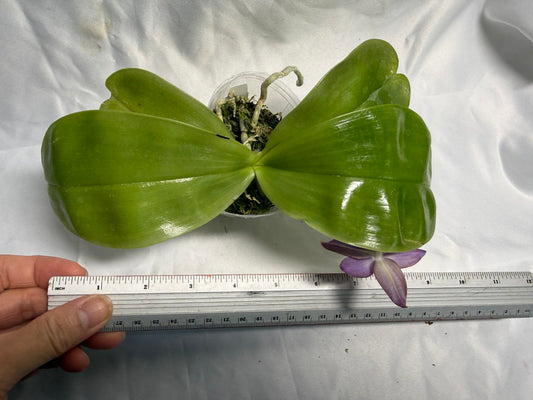 QA183 Phalaenopsis Mainshow Sapphire x KS Blue Ludde - Seed Grown 260531-B Flowering