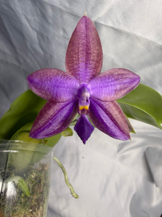 QA183 Phalaenopsis Mainshow Sapphire x KS Blue Ludde - Seed Grown 260531-B Flowering