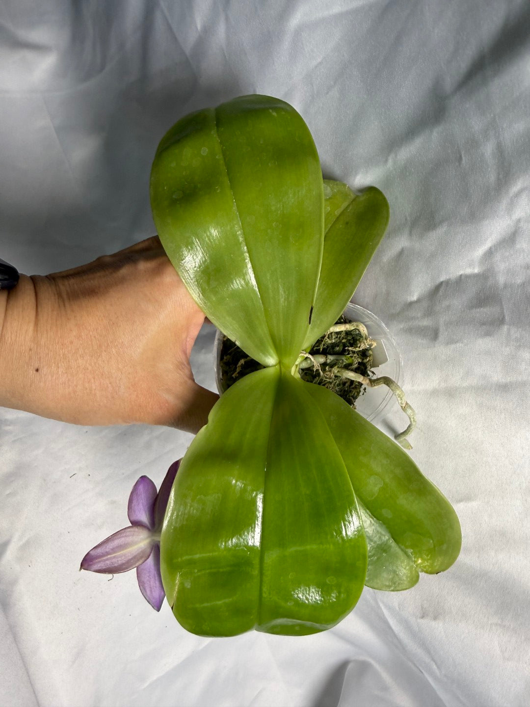 QA183 Phalaenopsis Mainshow Sapphire x KS Blue Ludde - Seed Grown 260531-B Flowering