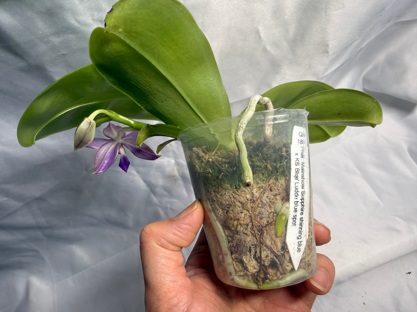 QA183 Phalaenopsis Mainshow Sapphire x KS Blue Ludde - Seed Grown 260531-B Flowering