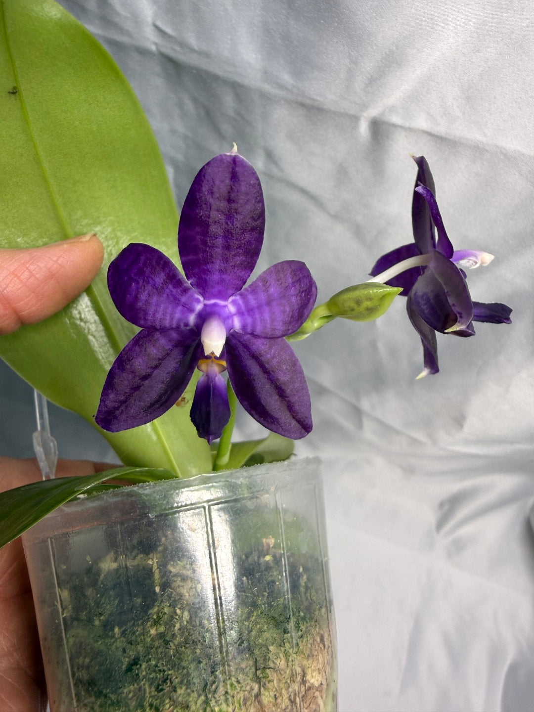QA183 Phalaenopsis Mainshow Sapphire x KS Blue Ludde - Seed Grown 260531-C Flowering