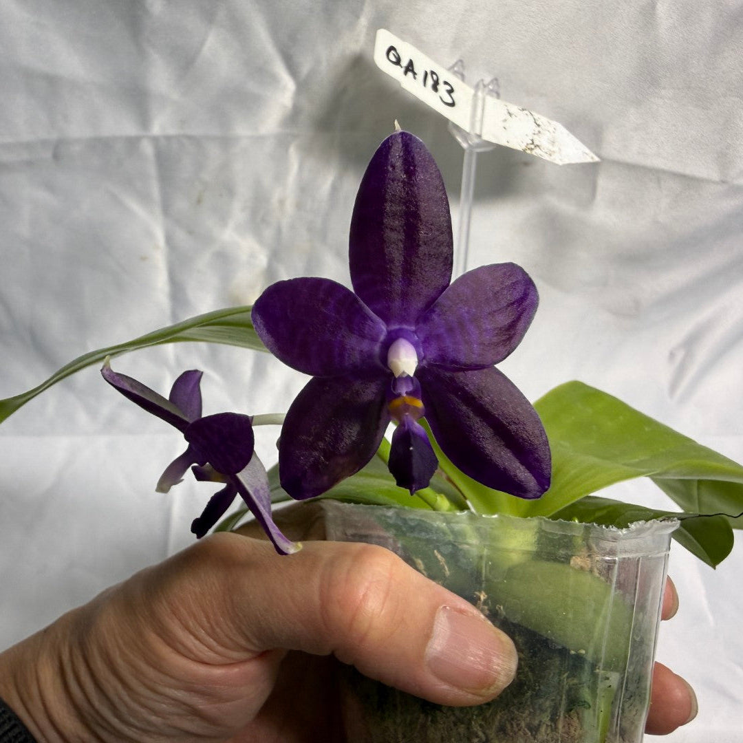 QA183 Phalaenopsis Mainshow Sapphire x KS Blue Ludde - Seed Grown 260531-C Flowering