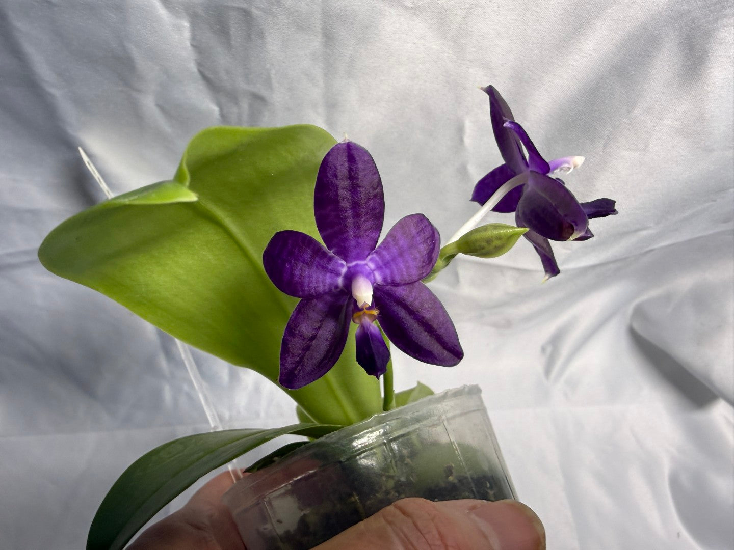 QA183 Phalaenopsis Mainshow Sapphire x KS Blue Ludde - Seed Grown 260531-C Flowering