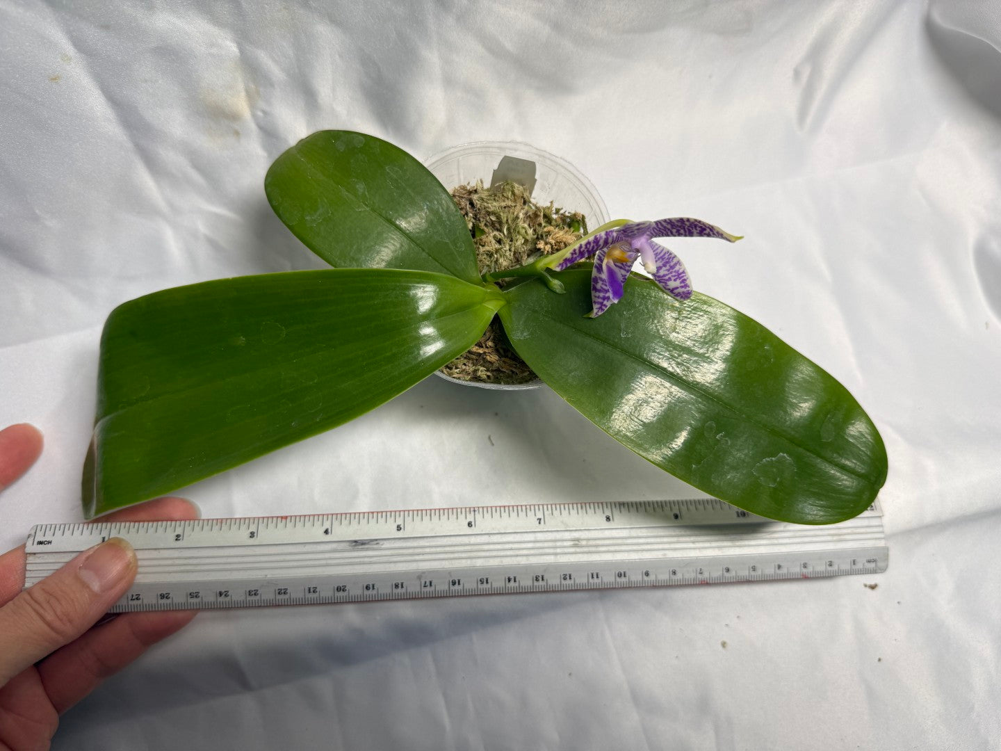QA188 Phalaenopsis (Yaphon Christmas x KS Blue Ludde) x Mainshow Sapphire - Seed Grown 260531-A Flowering